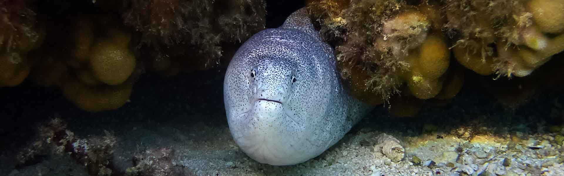 The Peppered Moray